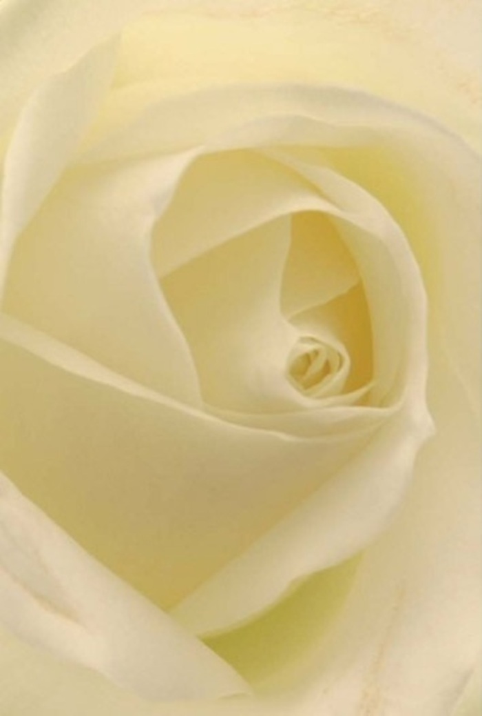 Seen up close within our New Barnet studio, the classic white rose commands attention through its serene interplay of softness and precise layering. Every petal is a study in tranquility, shades of white melting into gentle cream as ambient daylight pours in from near New Barnet Lane, making the bloom appear as though illuminated from within. The arrangement is both soothing and sophisticated, with the subtle spiraled core symbolizing purity and quiet resilience - perfect for those meaningful bouquets given as romantic gestures, sincere apologies, or as centrepieces at local St. James's Church weddings. The delicate contrast and blending of colour and shadow underscore its natural grace, while each flawlessly curved edge stands testament to meticulous craftsmanship. There is an aura of quiet confidence that radiates from this rose, its barely-there fragrance evoking a sense of clean serenity appropriate for both new beginnings and contemplative farewells in the New Barnet community. The artistry behind this arrangement lies not only in nature's design but in the careful, intentional touch of a local florist dedicated to expressing every heartfelt sentiment through flowers.